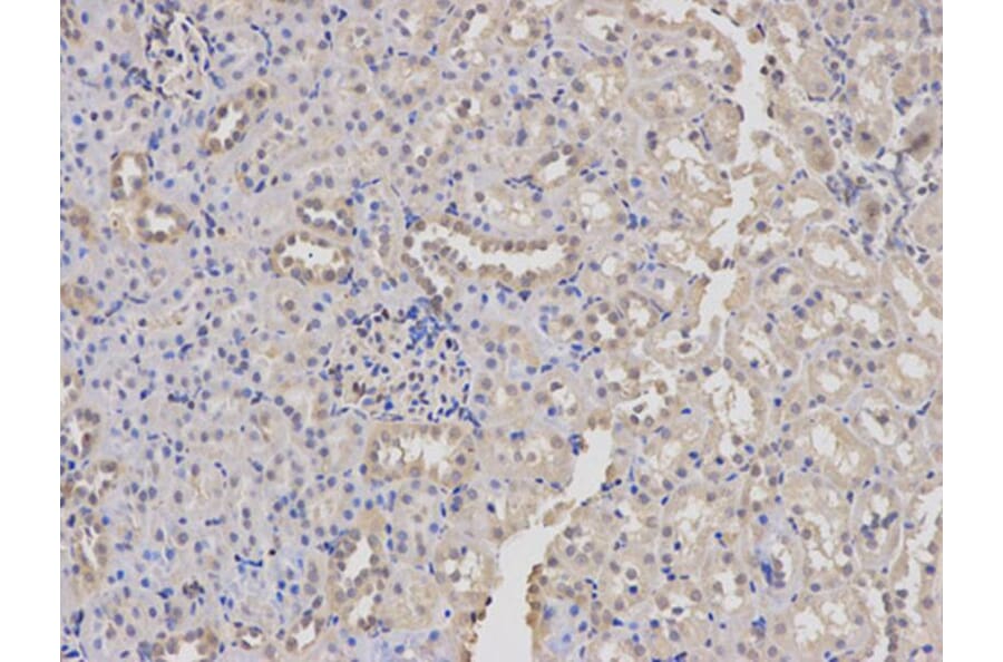 Immunohistochemistry - DNM1L Antibody from Signalway Antibody (32735) - Antibodies.com