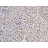 Immunohistochemistry - DNM1L Antibody from Signalway Antibody (32735) - Antibodies.com