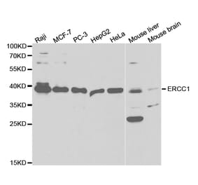 Western blot - ERCC1 Antibody from Signalway Antibody (32747) - Antibodies.com