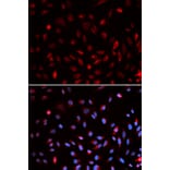 Immunofluorescence - ERCC1 Antibody from Signalway Antibody (32747) - Antibodies.com