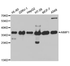 Western blot - AIMP1 Antibody from Signalway Antibody (32755) - Antibodies.com