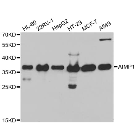 Western blot - AIMP1 Antibody from Signalway Antibody (32755) - Antibodies.com