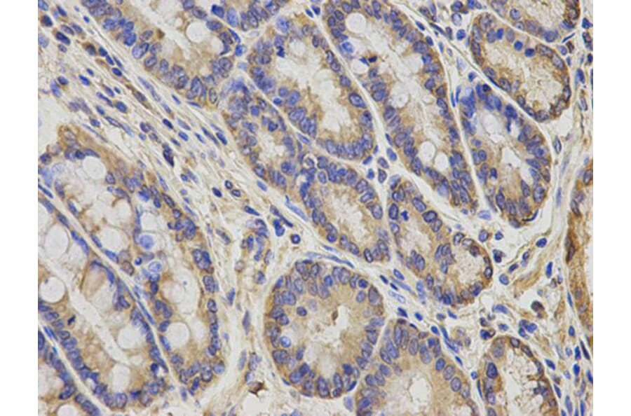 Immunohistochemistry - AIMP1 Antibody from Signalway Antibody (32755) - Antibodies.com