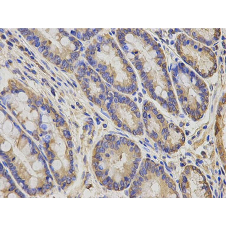 Immunohistochemistry - AIMP1 Antibody from Signalway Antibody (32755) - Antibodies.com