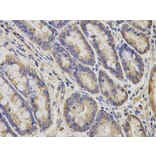 Immunohistochemistry - AIMP1 Antibody from Signalway Antibody (32755) - Antibodies.com
