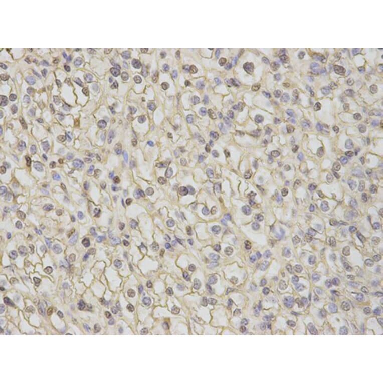 Immunohistochemistry - CAMK4 Antibody from Signalway Antibody (32758) - Antibodies.com