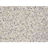 Immunohistochemistry - CAMK4 Antibody from Signalway Antibody (32758) - Antibodies.com