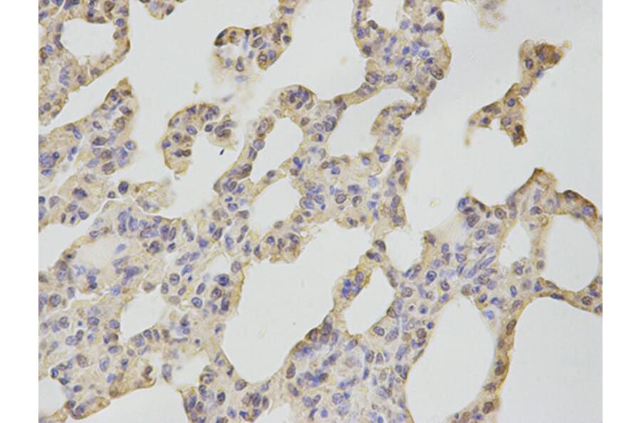 Immunohistochemistry - CAMK4 Antibody from Signalway Antibody (32758) - Antibodies.com