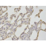 Immunohistochemistry - CAMK4 Antibody from Signalway Antibody (32758) - Antibodies.com