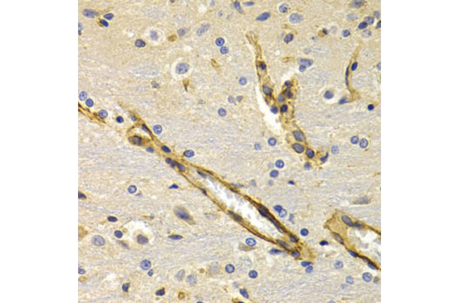 Immunohistochemistry - KLKB1 Antibody from Signalway Antibody (32768) - Antibodies.com