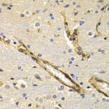 Immunohistochemistry - KLKB1 Antibody from Signalway Antibody (32768) - Antibodies.com