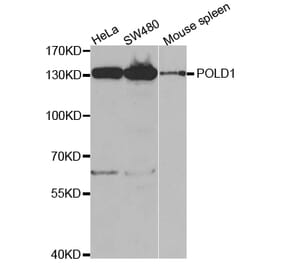 Western blot - POLD1 Antibody from Signalway Antibody (32771) - Antibodies.com
