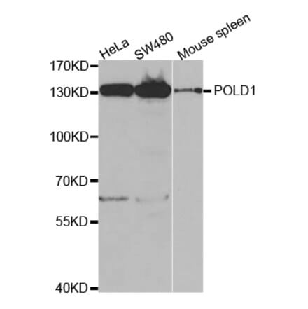 Western blot - POLD1 Antibody from Signalway Antibody (32771) - Antibodies.com