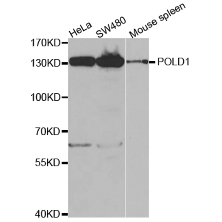 Western blot - POLD1 Antibody from Signalway Antibody (32771) - Antibodies.com