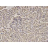 Immunohistochemistry - HADHA Antibody from Signalway Antibody (32787) - Antibodies.com