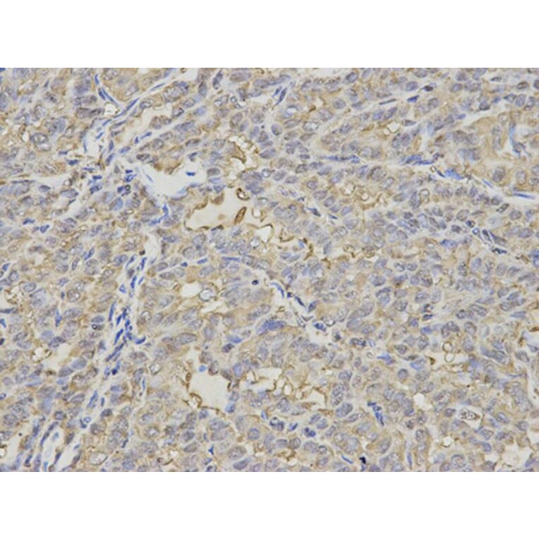 Immunohistochemistry - PSMD7 Antibody from Signalway Antibody (32796) - Antibodies.com