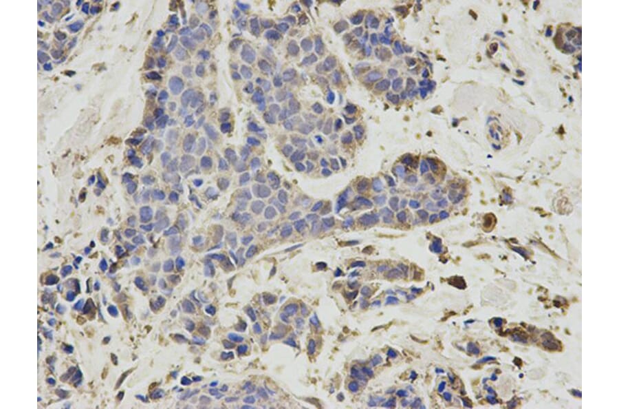 Immunohistochemistry - PSMD7 Antibody from Signalway Antibody (32796) - Antibodies.com
