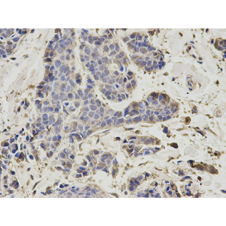 Immunohistochemistry - PSMD7 Antibody from Signalway Antibody (32796) - Antibodies.com