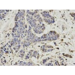 Immunohistochemistry - PSMD7 Antibody from Signalway Antibody (32796) - Antibodies.com