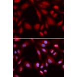 Immunofluorescence - PSMD7 Antibody from Signalway Antibody (32796) - Antibodies.com