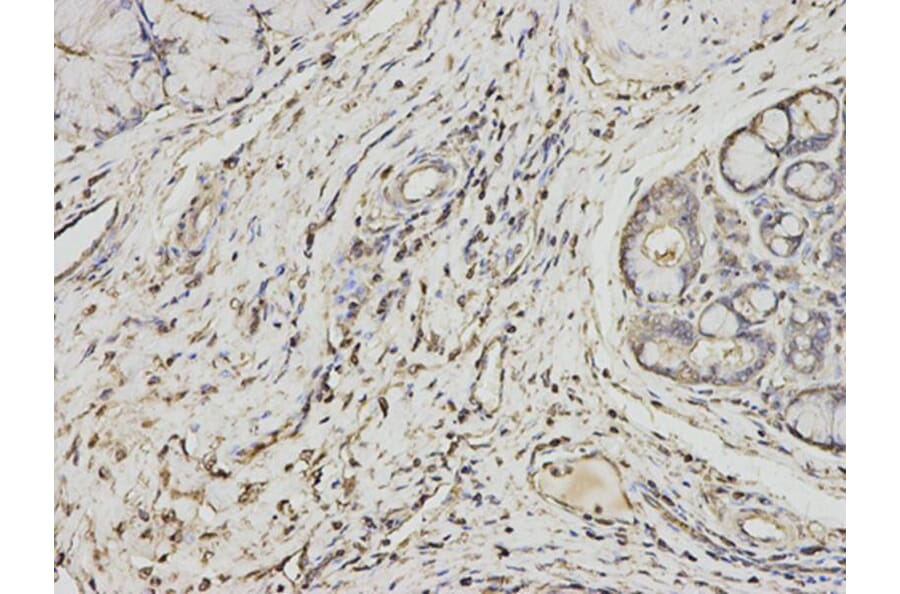 Immunohistochemistry - PSME1 Antibody from Signalway Antibody (32798) - Antibodies.com