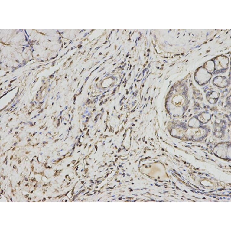 Immunohistochemistry - PSME1 Antibody from Signalway Antibody (32798) - Antibodies.com
