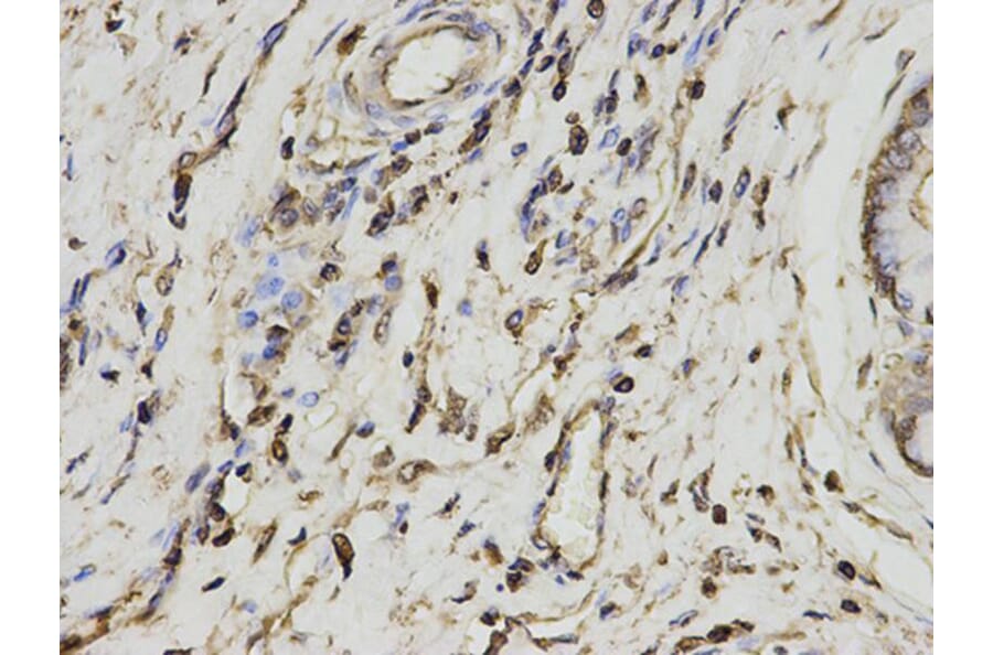 Immunohistochemistry - PSME1 Antibody from Signalway Antibody (32798) - Antibodies.com