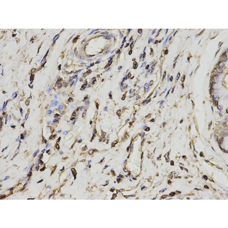 Immunohistochemistry - PSME1 Antibody from Signalway Antibody (32798) - Antibodies.com