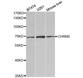 Western blot - CHRM5 Antibody from Signalway Antibody (32807) - Antibodies.com