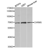 Western blot - CHRM5 Antibody from Signalway Antibody (32807) - Antibodies.com