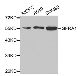 Western blot - GFRA1 Antibody from Signalway Antibody (32812) - Antibodies.com