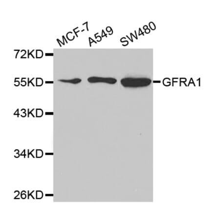 Western blot - GFRA1 Antibody from Signalway Antibody (32812) - Antibodies.com