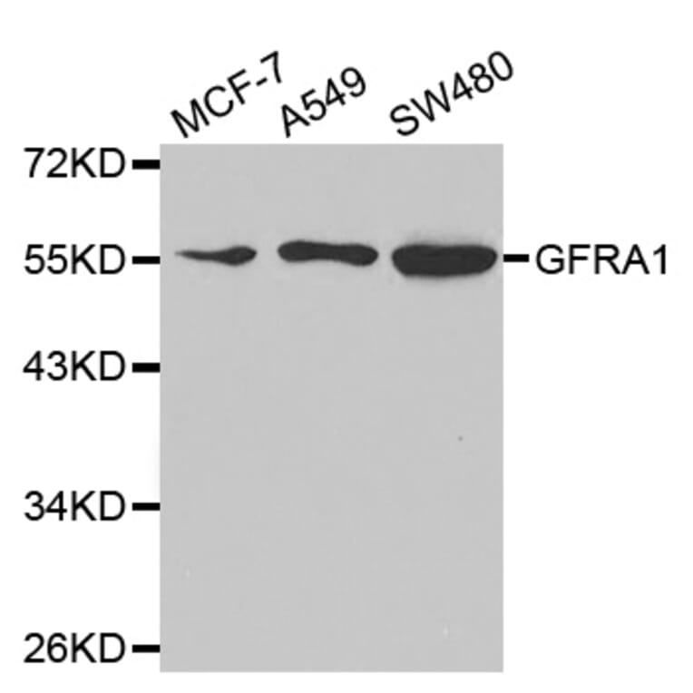 Western blot - GFRA1 Antibody from Signalway Antibody (32812) - Antibodies.com