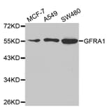 Western blot - GFRA1 Antibody from Signalway Antibody (32812) - Antibodies.com