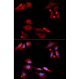 Immunofluorescence - GFRA1 Antibody from Signalway Antibody (32812) - Antibodies.com