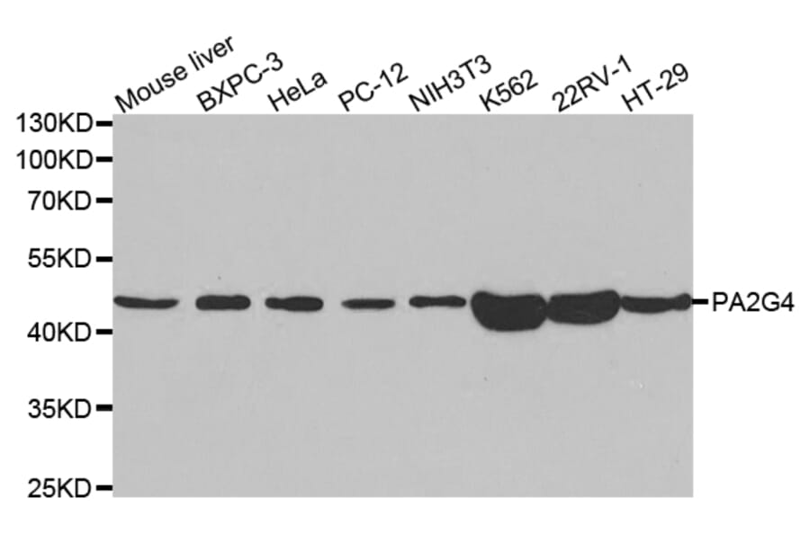 Western blot - PA2G4 Antibody from Signalway Antibody (32814) - Antibodies.com