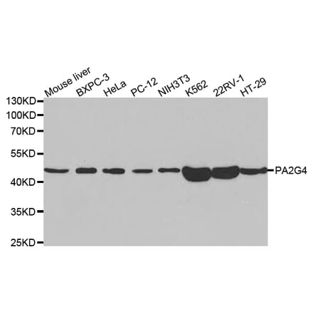 Western blot - PA2G4 Antibody from Signalway Antibody (32814) - Antibodies.com