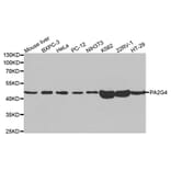 Western blot - PA2G4 Antibody from Signalway Antibody (32814) - Antibodies.com