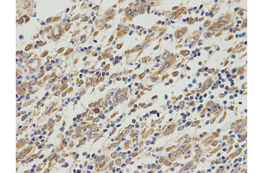 Immunohistochemistry - PA2G4 Antibody from Signalway Antibody (32814) - Antibodies.com