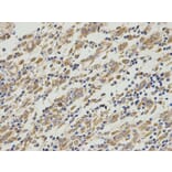 Immunohistochemistry - PA2G4 Antibody from Signalway Antibody (32814) - Antibodies.com