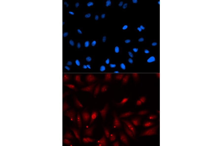 Immunofluorescence - PA2G4 Antibody from Signalway Antibody (32814) - Antibodies.com