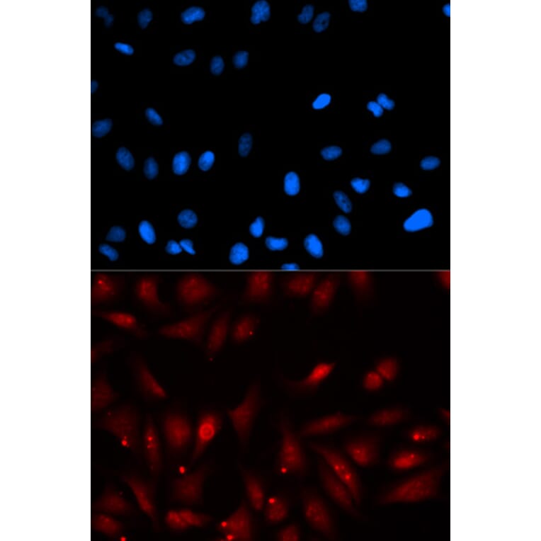 Immunofluorescence - PA2G4 Antibody from Signalway Antibody (32814) - Antibodies.com