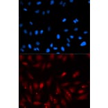 Immunofluorescence - PA2G4 Antibody from Signalway Antibody (32814) - Antibodies.com