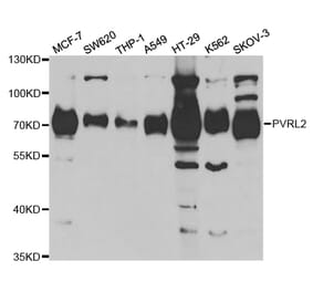 Western blot - PVRL2 Antibody from Signalway Antibody (32816) - Antibodies.com