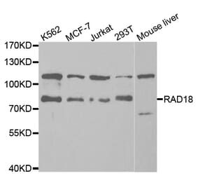 Western blot - RAD18 Antibody from Signalway Antibody (32817) - Antibodies.com