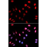 Immunofluorescence - RAD18 Antibody from Signalway Antibody (32817) - Antibodies.com