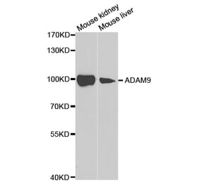 Western blot - ADAM9 Antibody from Signalway Antibody (32822) - Antibodies.com