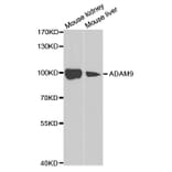 Western blot - ADAM9 Antibody from Signalway Antibody (32822) - Antibodies.com