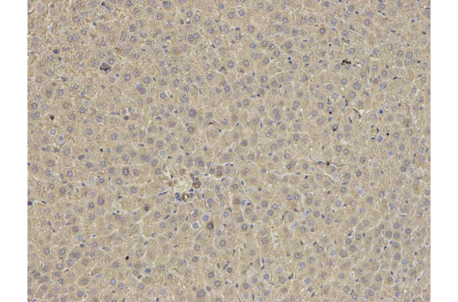 Immunohistochemistry - ANXA6 Antibody from Signalway Antibody (32824) - Antibodies.com