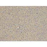 Immunohistochemistry - ANXA6 Antibody from Signalway Antibody (32824) - Antibodies.com